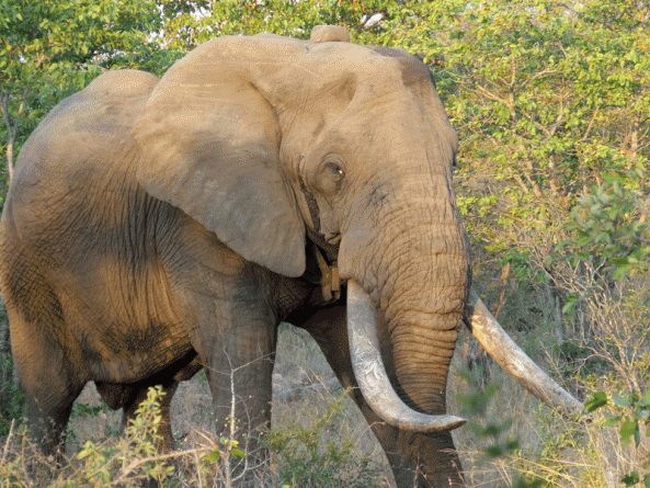 Kruger Park Elephant Game Drive