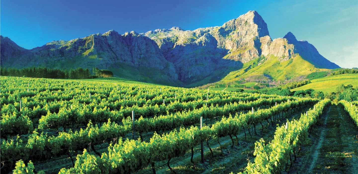 winelands cape town wine farms south africa