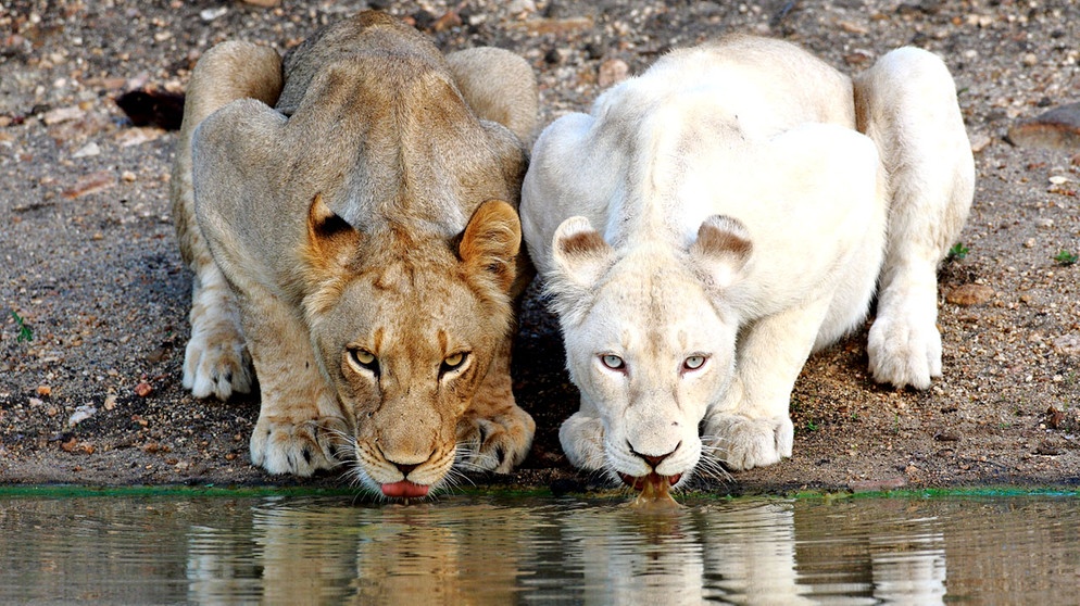 timbavati white lions