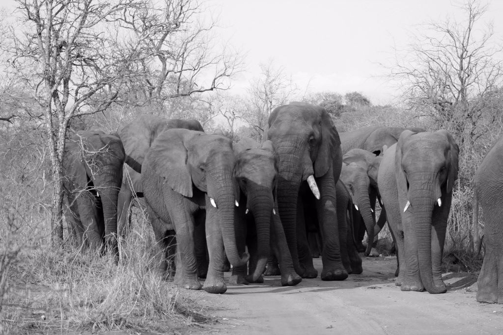 karongwe wildlife elephants 882671