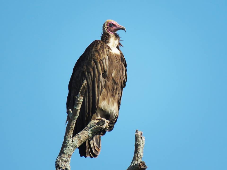 karongwe wildlife lapped face vulture