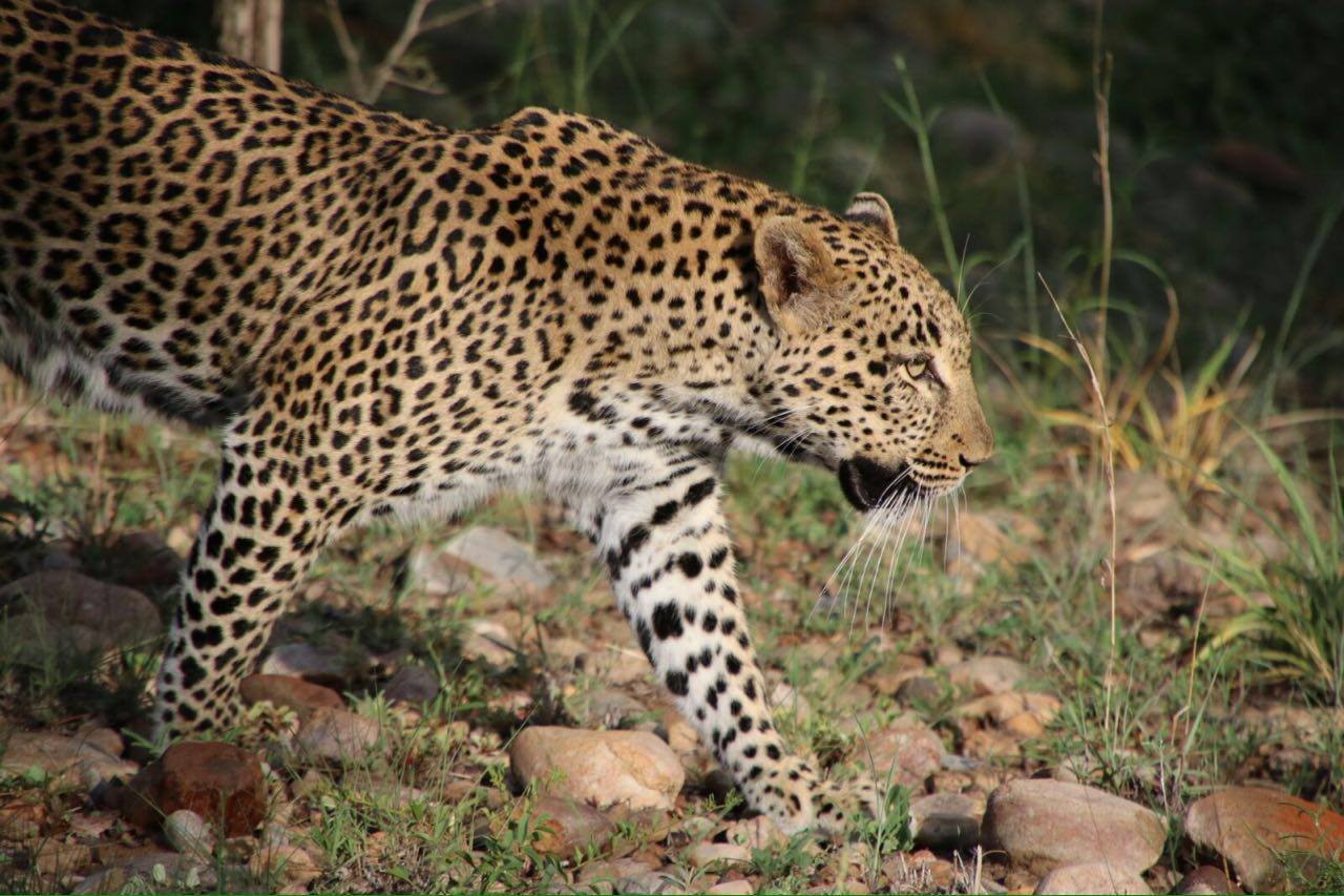 Kruger National Park News – The War on Snare Traps