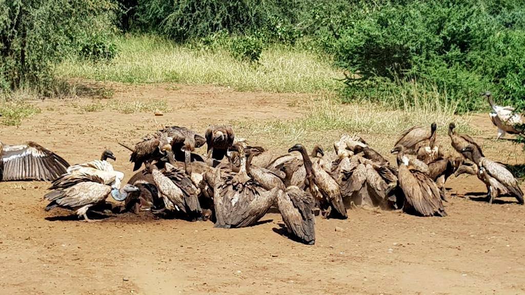 karongwe wildlife vultures