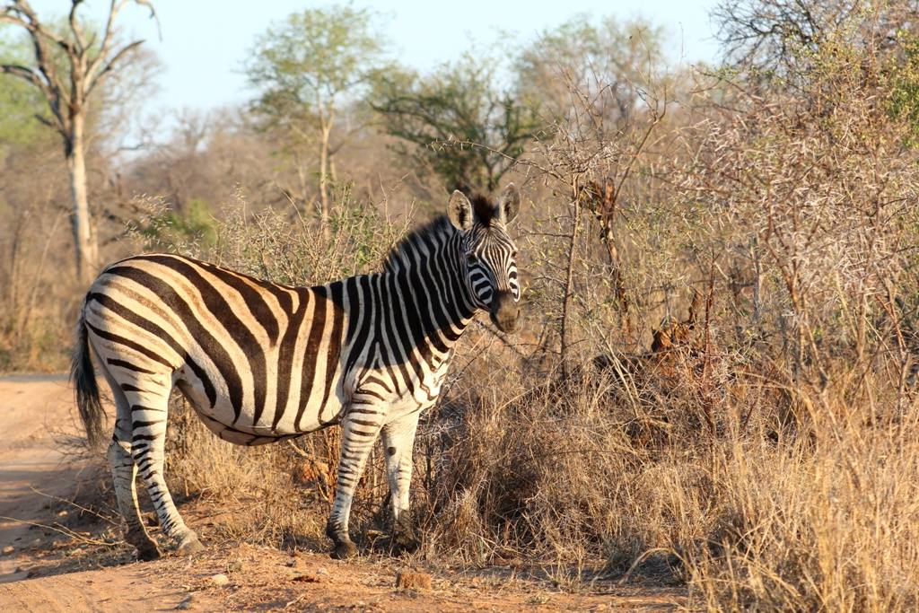 karongwe wildlife zebra