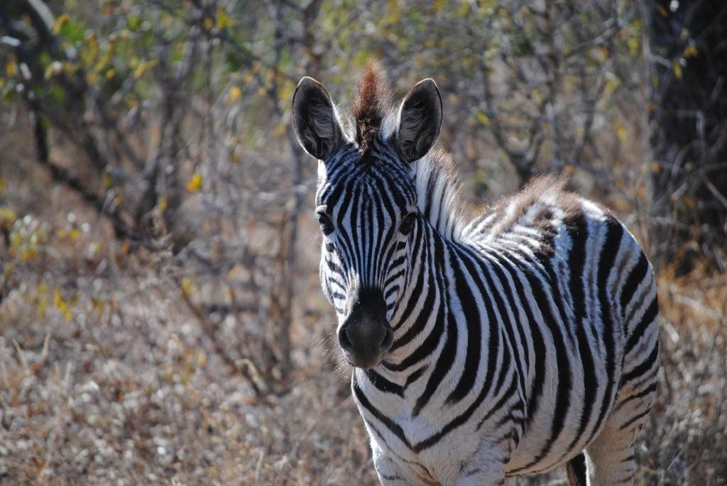 thornybush game reserve wildlife 465117