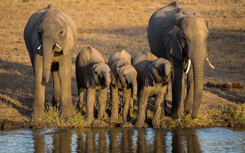 thornybush game reserve wildlife 6512197