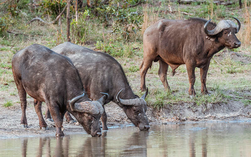 Kruger National Park Videos – Buffalo Gives Birth On Camera