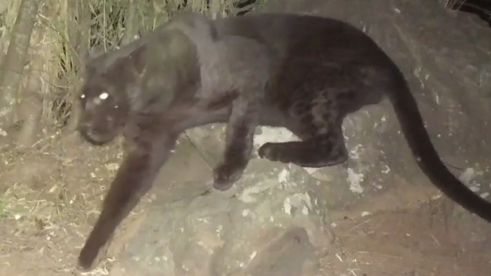 Black Leopard Spotted in Kenya For First Time in 100 Years