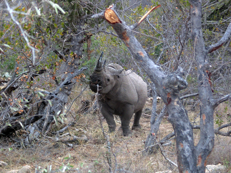 Kruger national Park black rhino 27