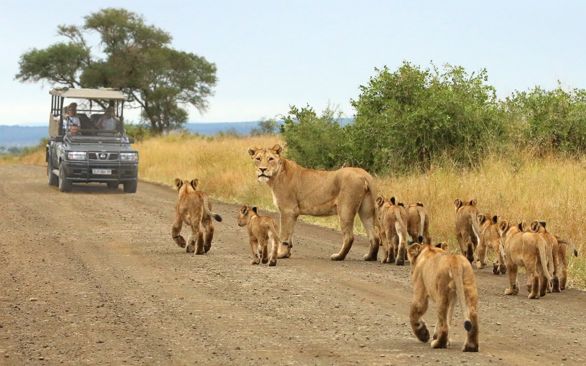 kruger national park lions pride