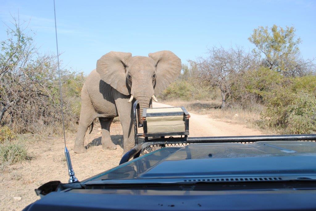 4 Day Kruger National Park Safari – Private Lodge & Treehouse