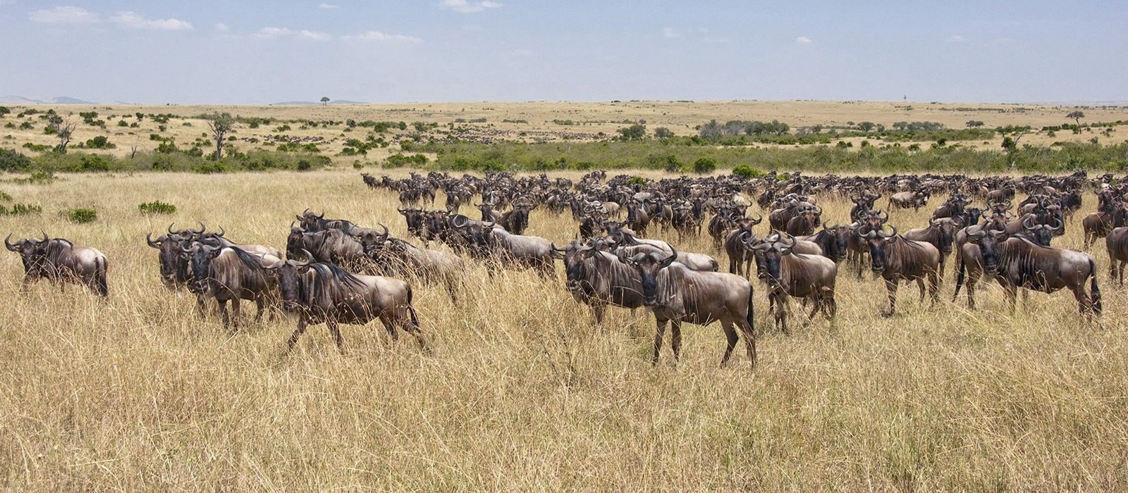 7 Day The Best of Kenya Safari – The Great Migration and Lakes