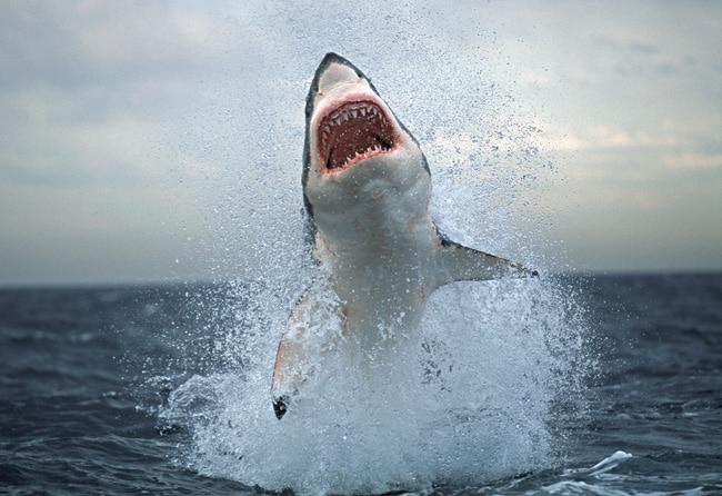 Great white shark tour cape town breaching