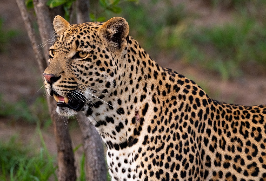 cheetah plains safari lodge sabi sands lodges 25