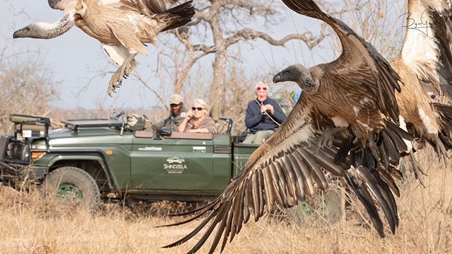 shindzela safari camp - game drve vultures
