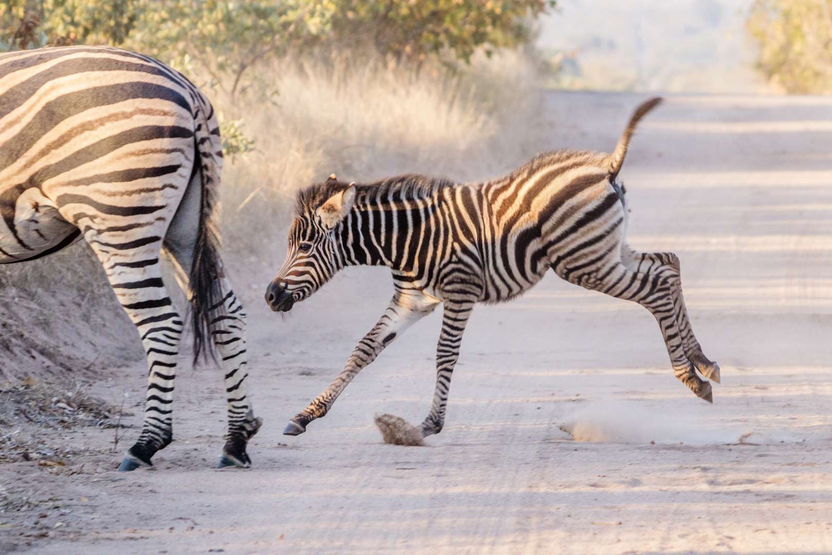 zebras crossing the road at timbavati private reserve