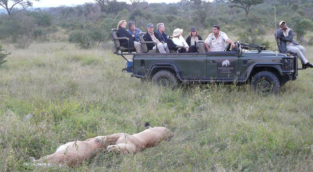 elephant plains game lodge lions sighting