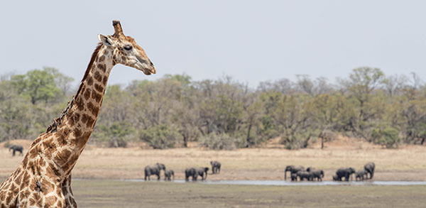 ndzhaka buffelshoek safari