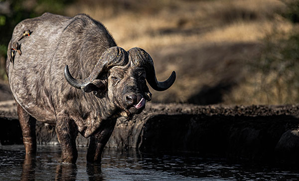 ndzhaka buffelshoek safari6