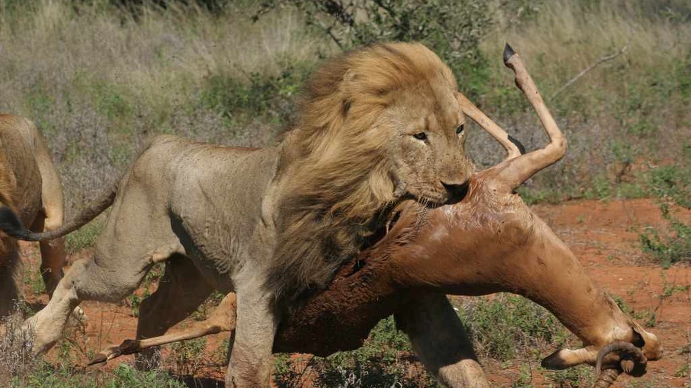 rockfig safari lodge lion wildlife