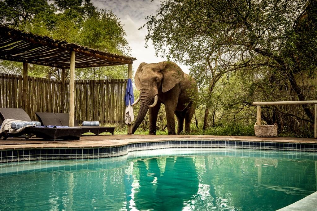 rhino post safari lodge pool