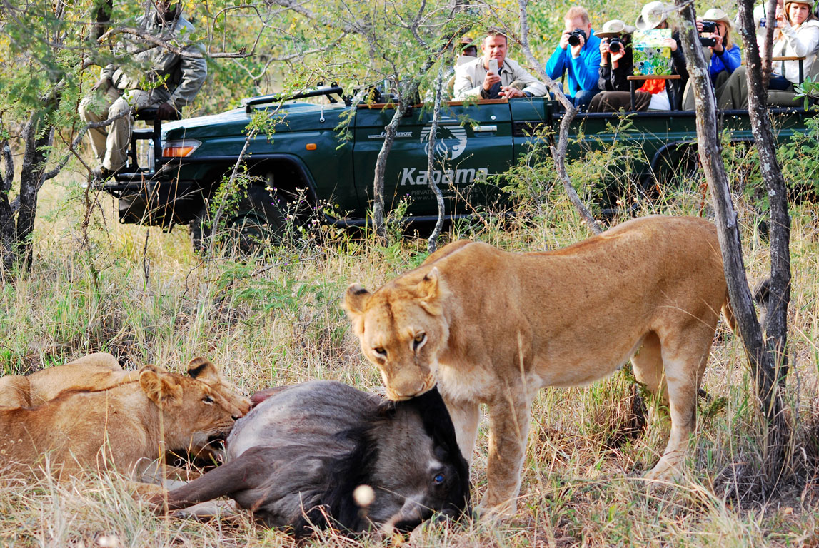 kapama wildlife hunt big five