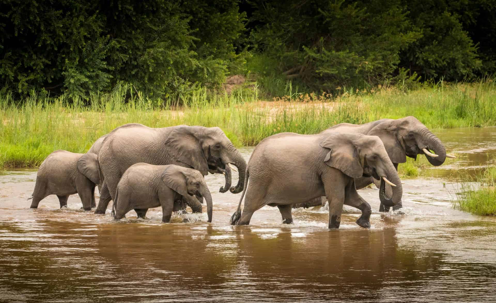 savanna wildlife elephants