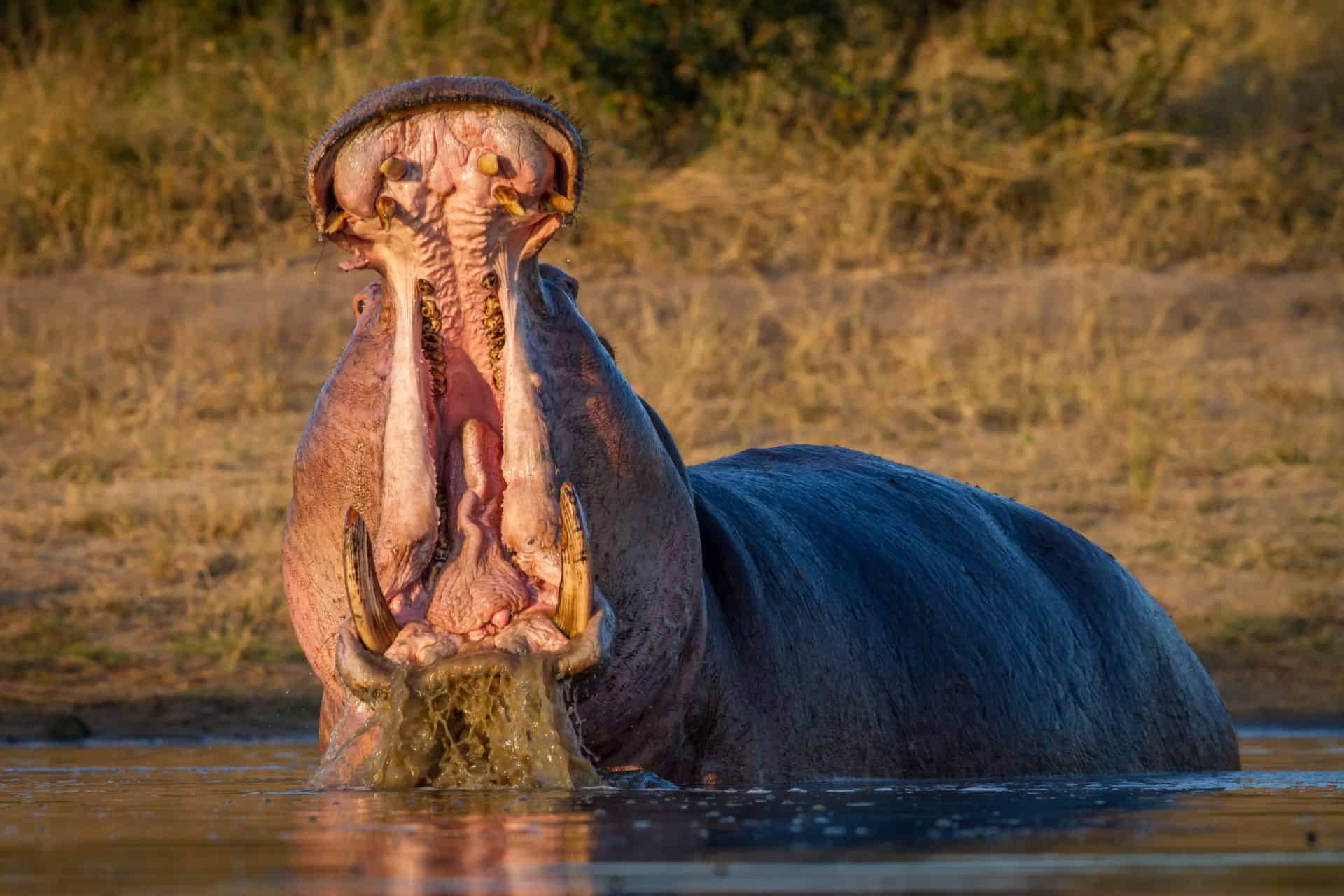 savanna wildlife hippo