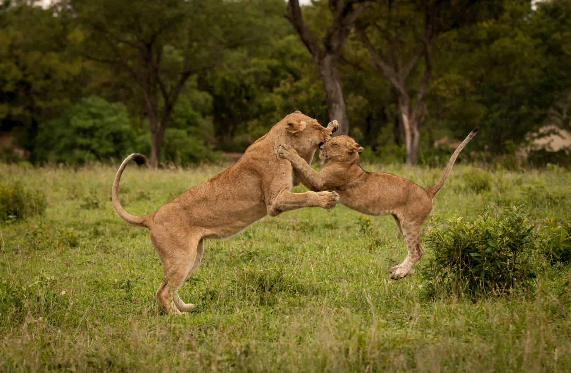 savanna wildlife lions