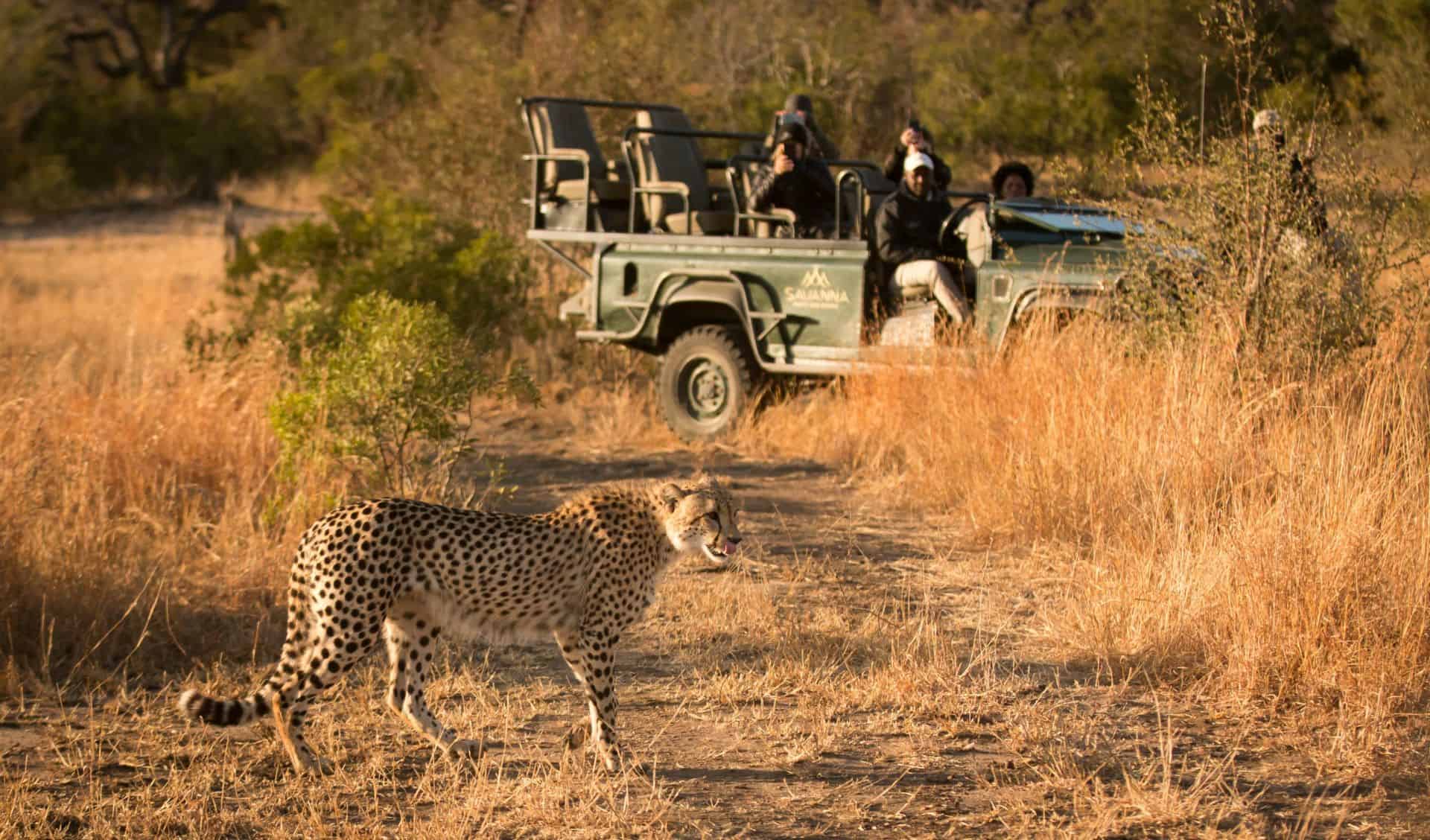 savanna wildlife sabisands cheetah