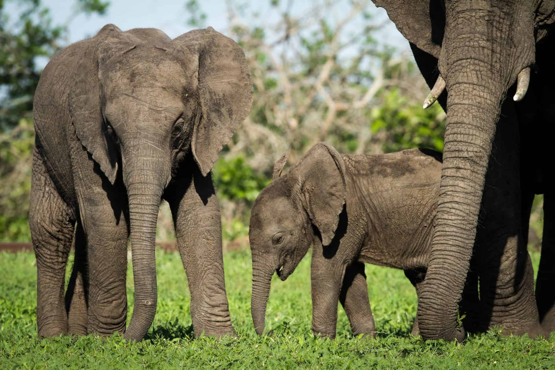 savanna wildlife sabisands elephants