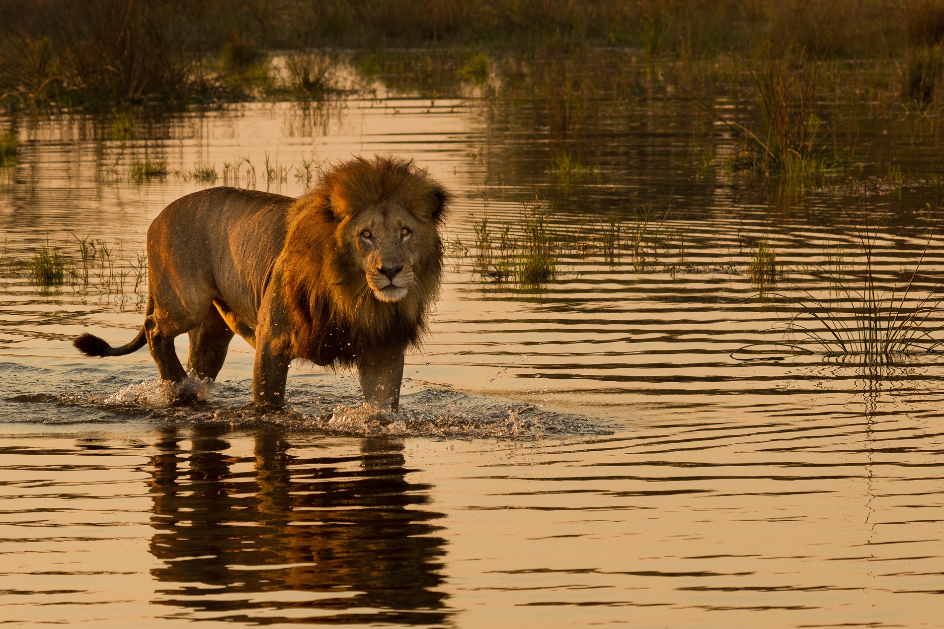 Lion Botswana water safari