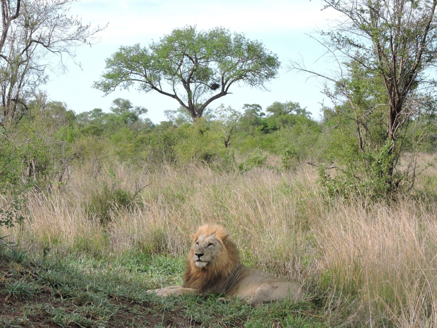 Kruger Park Wildlife 8