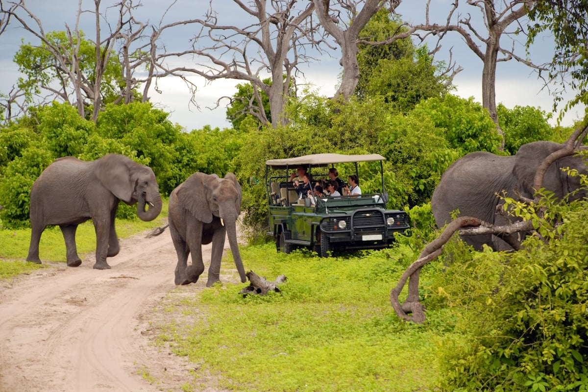 kruger game drive safari