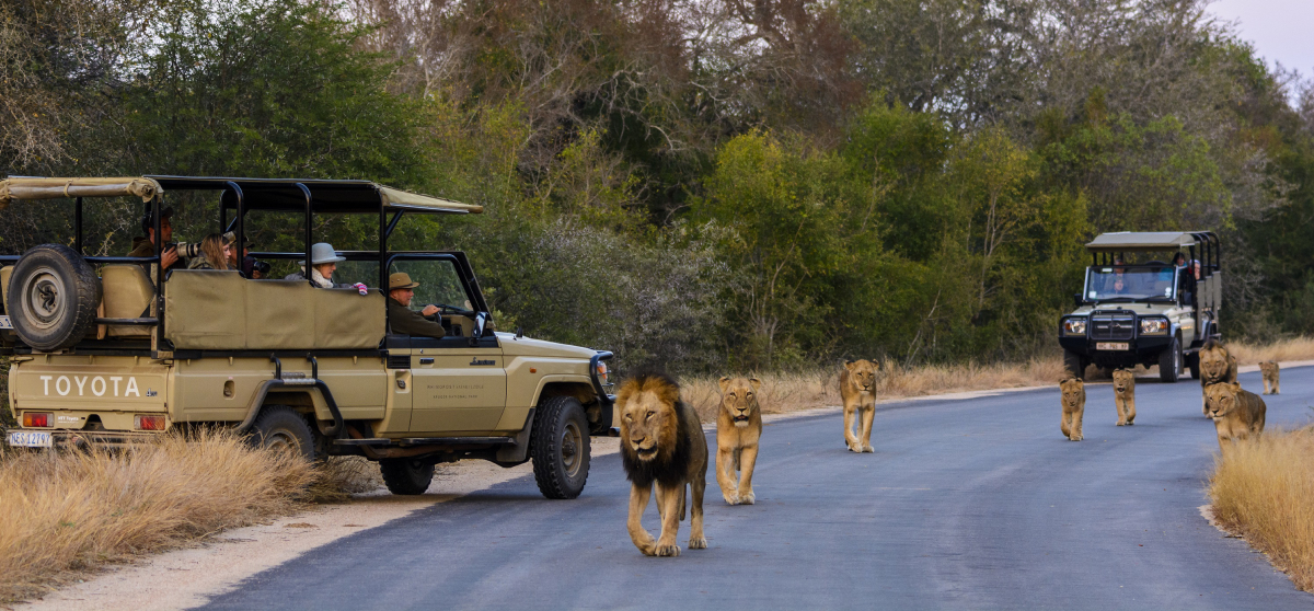kruger national park south africa safari game drive