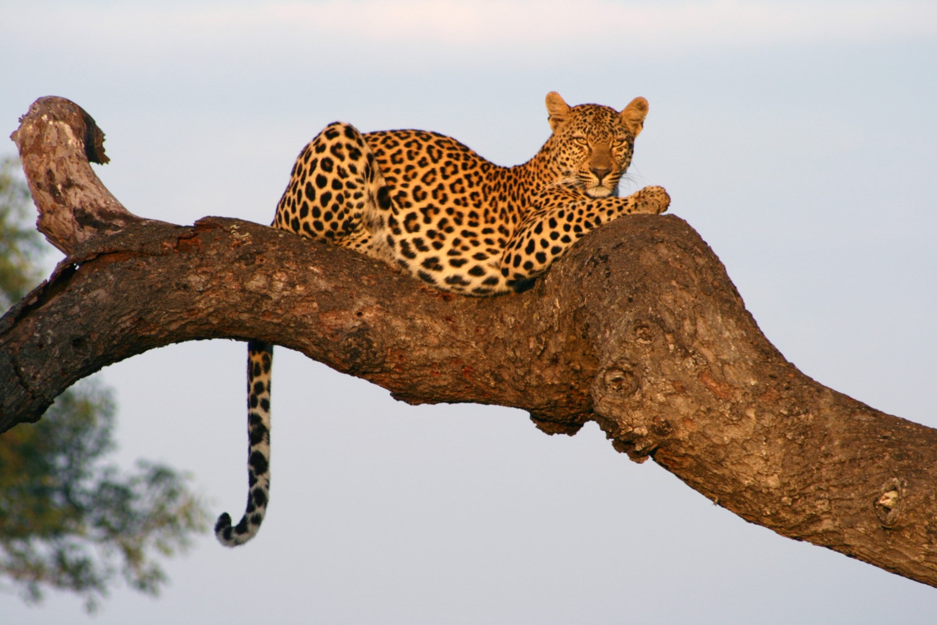 savanna safari leopard sabi sands