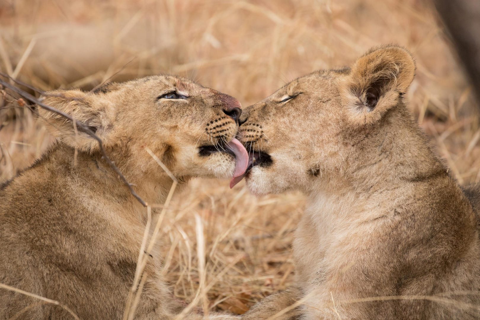 Karongwe River Lodge – Karongwe Game Reserve – Kruger Private Reserves