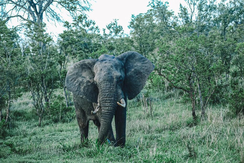 Kruger Park Wildlife 35