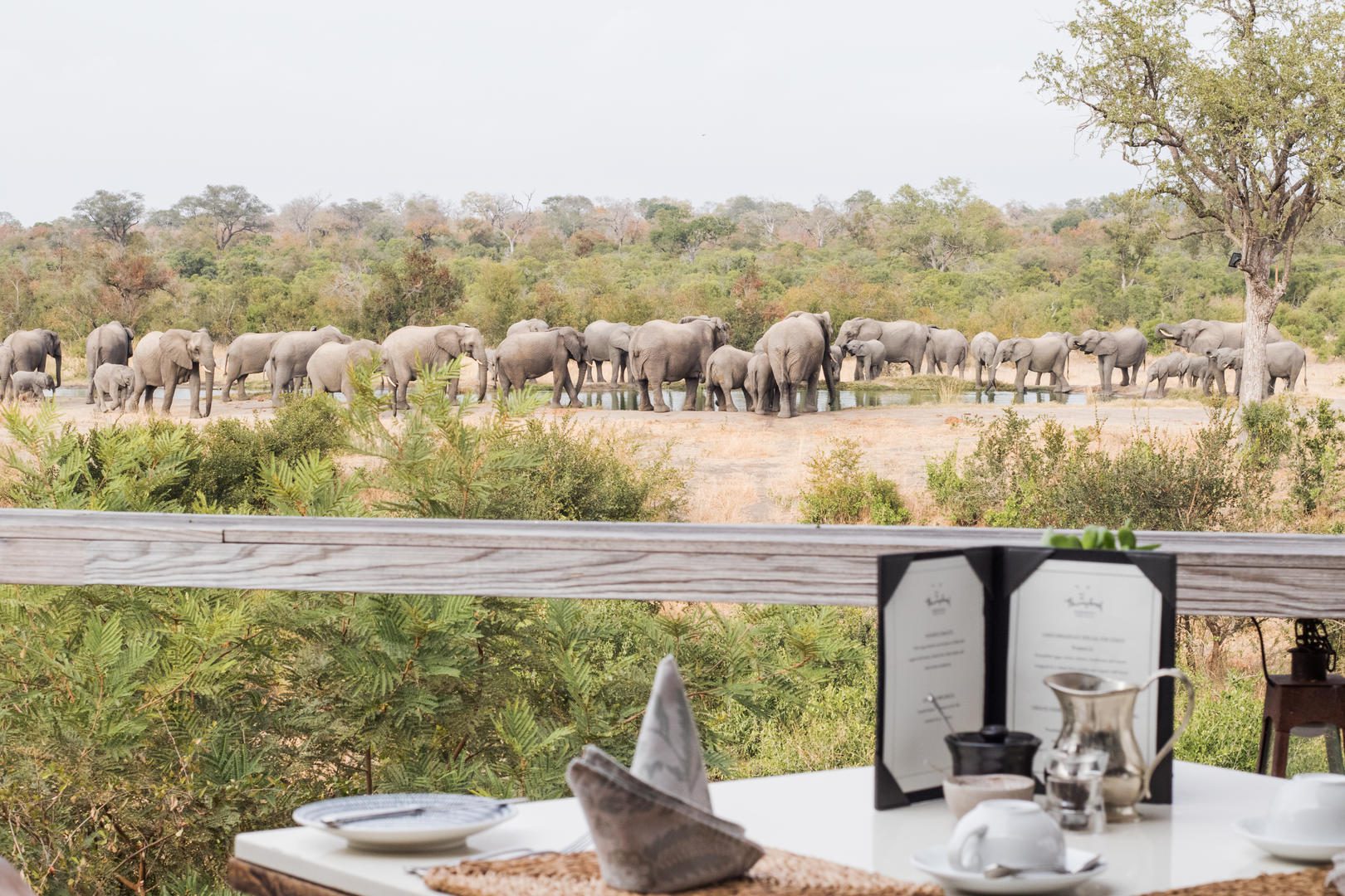 simbambili sabi sands safari lodges reservations 32