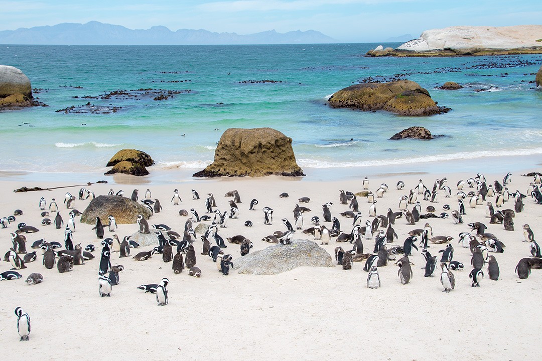 Boulders Beach penguin colony Cape Town