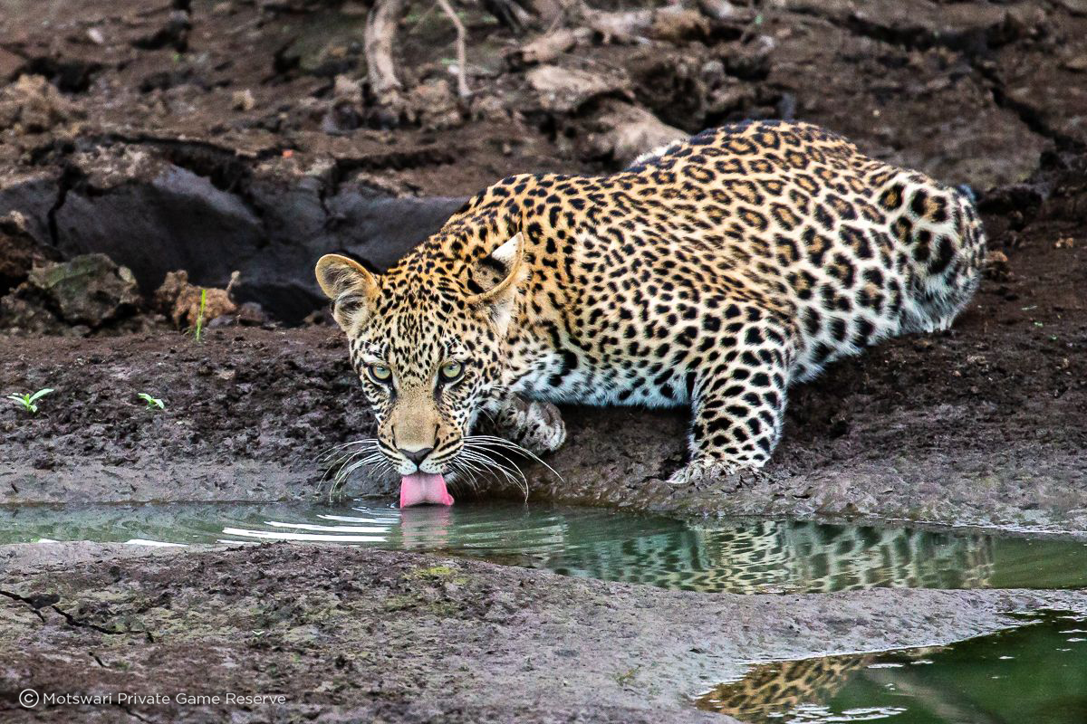 Motswari Safari Lodge Wildlife 13