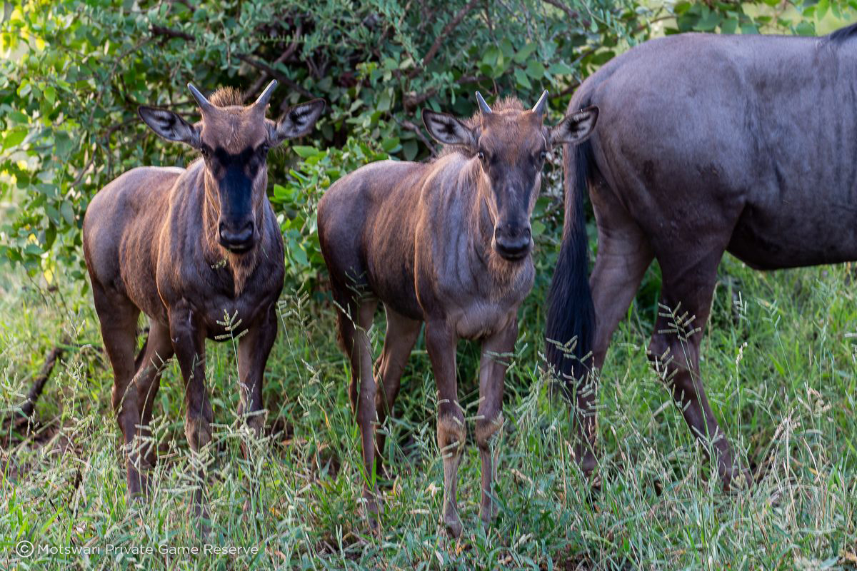 Motswari Safari Lodge Wildlife 16