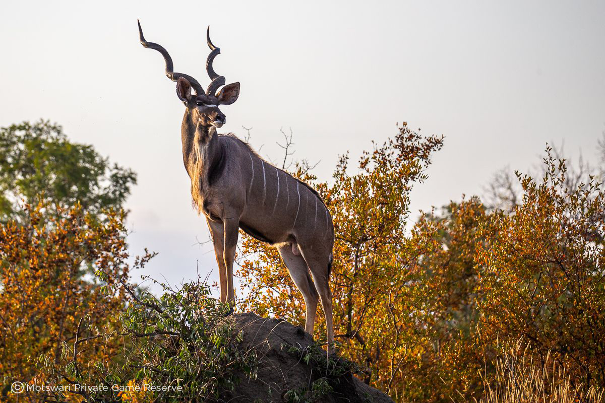 Motswari Safari Lodge Wildlife 18