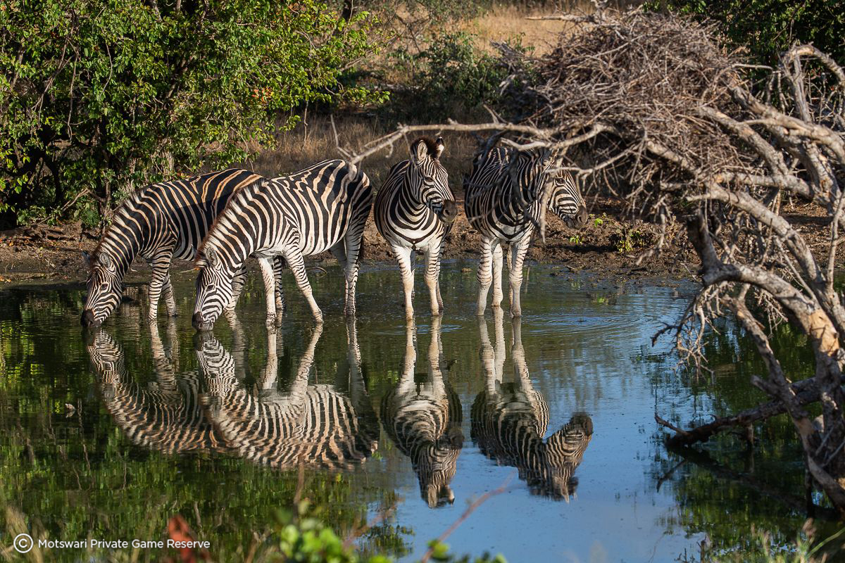 Motswari Safari Lodge Wildlife 25