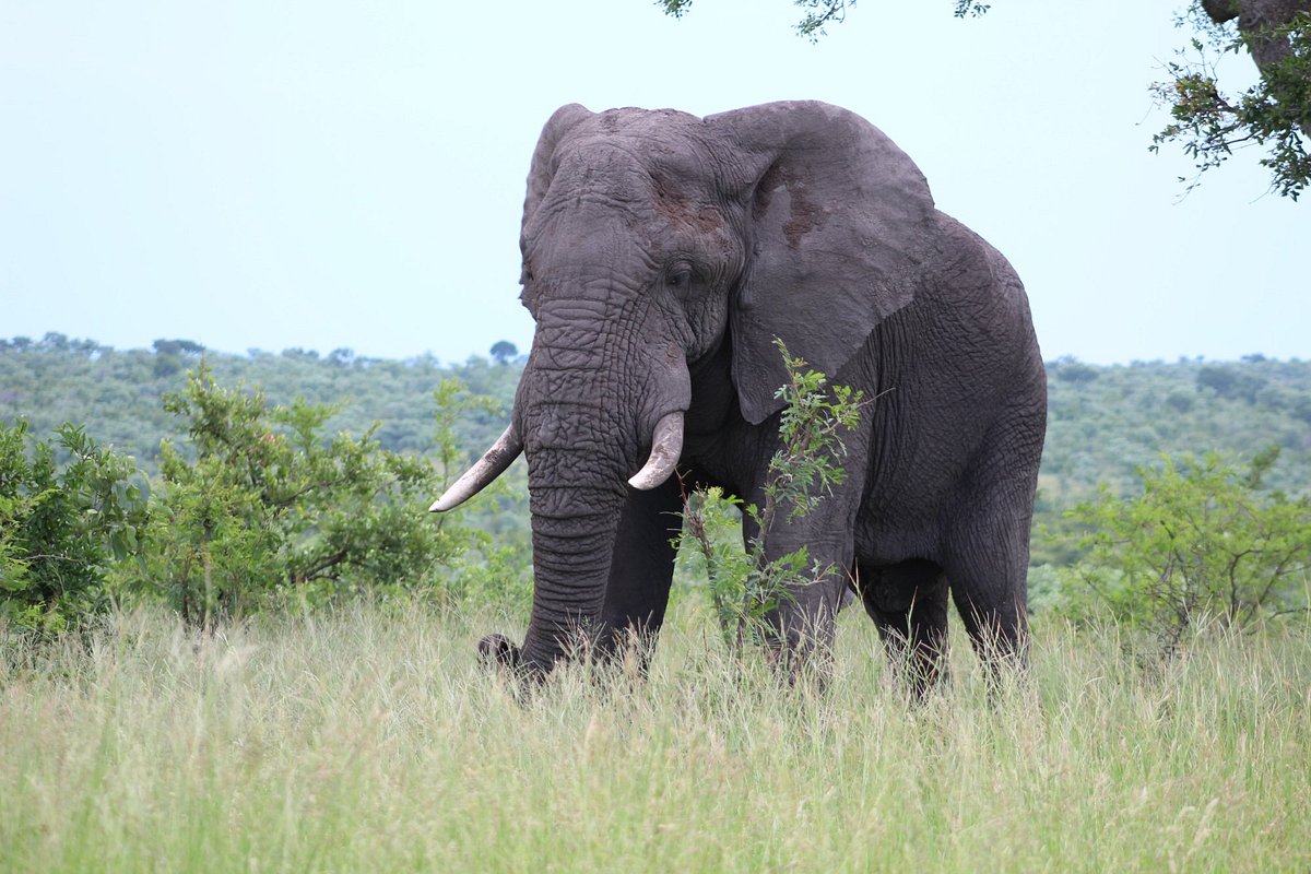 Kruger Park Wildlife 32