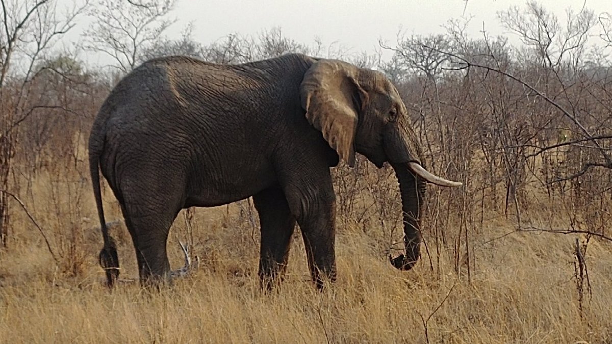 Kruger Park Wildlife 36