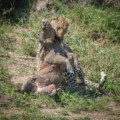 Thabamati Luxury Tented Camp Timbavati Greater Kruger Park wildlife 12