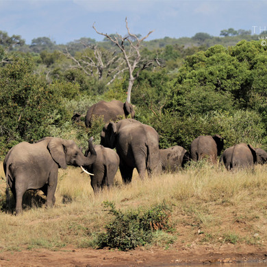 Thabamati Luxury Tented Camp Timbavati Greater Kruger Park wildlife 14