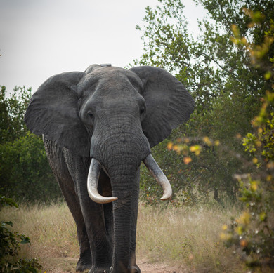 Thabamati Luxury Tented Camp Timbavati Greater Kruger Park wildlife 15