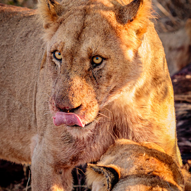 Thabamati Luxury Tented Camp Timbavati Greater Kruger Park wildlife 17